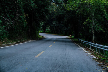 Curved forest road surrounded by dense green trees in a tranquil natural landscape