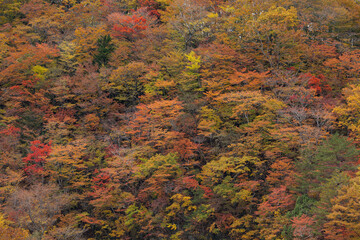 錦に染まる山の紅葉