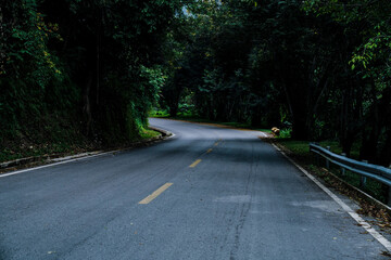 Curved forest road surrounded by dense green trees in a tranquil natural landscape
