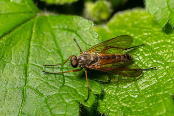 Snipe fly resting on a green leaf in a forest habitat during a sunny day