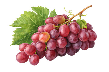 Fototapeta premium Deep red purple grape bunch with green vine leaves attached to brown woody stem, isolated on a transparent background
