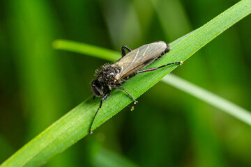 St Mark's Fly resting on a green blade of grass in a meadow during springtime