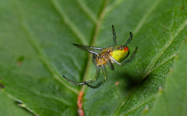 Fototapeta premium Bright green Oak Orb-weaver engages in web-spinning on a vibrant leaf in its natural habitat under soft daylight