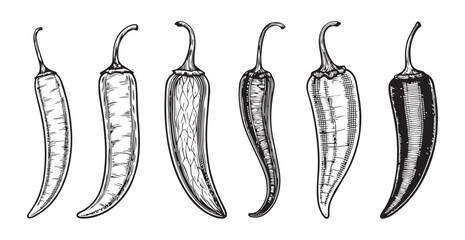 Collection of hand drawn chili peppers in a detailed silhouette style