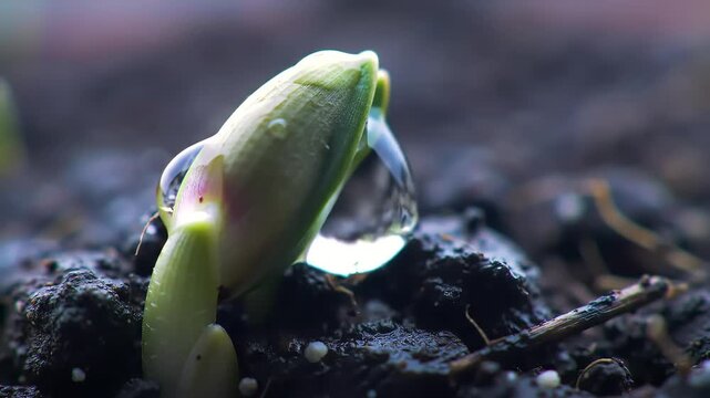 Sprout's First Sip A Macro Look at New Life & Water Droplet