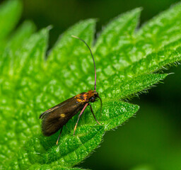 Copper longhorn moth rests on a vibrant green leaf during a sunny afternoon in a lush garden habitat