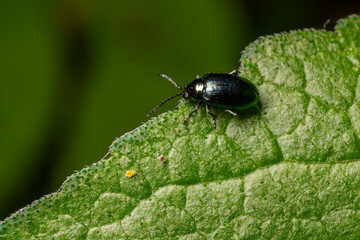 Close-up of Chrysolina sp. leaf beetle resting on a green leaf in its natural habitat