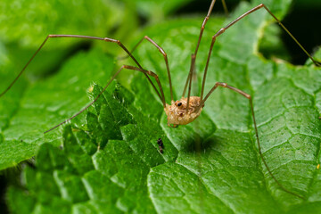 Rilaena triangularis harvestman resting on green leaves with long legs in a natural environment during daytime