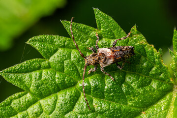 Small Poplar Borer insect Pogonocherus hispidulus resting on a green leaf in a natural habitat during daytime