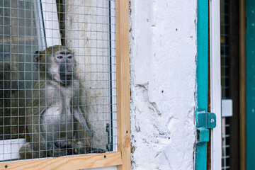 animal abuse prisoned monkey sad portrait animal theme shelter concept