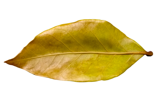 Detailed view of a yellow bay leaf on a transparent background