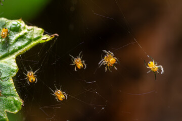 Yellow spiderlings of Araneus diadematus weaving webs in a garden during daylight