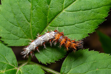 Comma butterfly caterpillar feeding on green leaves during late spring in a natural habitat