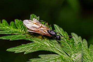Winged ant resting on green leaf showcasing delicate wings and vibrant details in a forest setting during daylight hours