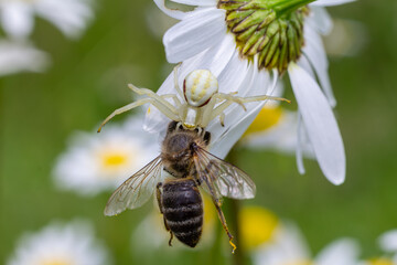 Flower crab spider captures a bee on a white daisy during a sunny afternoon in a lush garden