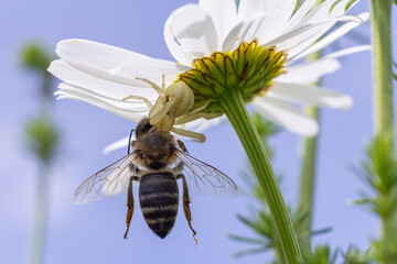 Intriguing encounter between a Misumena vatia flower crab spider and a bee on a white daisy under clear blue skies