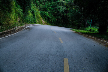 Curved forest road surrounded by dense green trees in a tranquil natural landscape