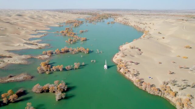 Drone view of lake in desert with Populus euphratica forest with yellow golden foliage on sunny autumn day in Xinjiang, China, aerial view of Huludao Populus euphratica forest, 4k real time footage.