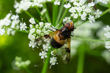Pellucid hoverfly Volucella pellucens feeding on delicate white flowers in a lush green environment...