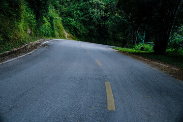 Curved forest road surrounded by dense green trees in a tranquil natural landscape
