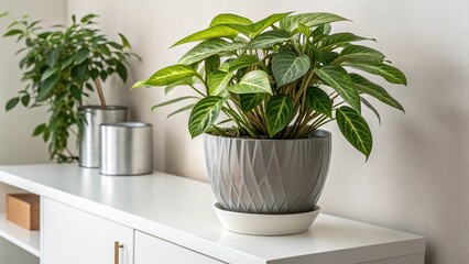 Fototapeta premium A close-up shot of a vibrant indoor plant in a sleek, modern pot, sitting on a white shelf against a simple, neutral background.