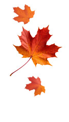 flying on air dynamic Red autumn maple leaf isolated on white background PNG