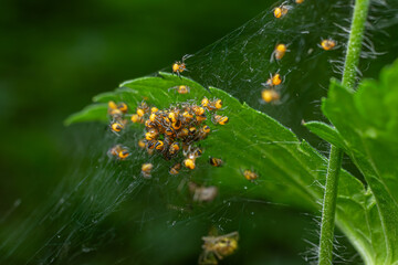Yellow spiderlings of Araneus diadematus gather on a delicate web in a lush green environment...