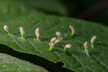 Detailed view of Eriophyes sp. Erineum Gall formation on leaf surfaces in a natural setting