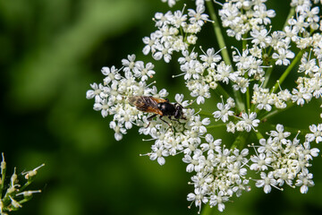 Eristalis tenax the drone fly pollinates delicate white flowers in a sunny garden during the summer afternoon