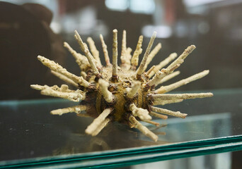 Moscow, Russia. - June 8, 2025: Moscow Zoological Museum. Different types of starfish