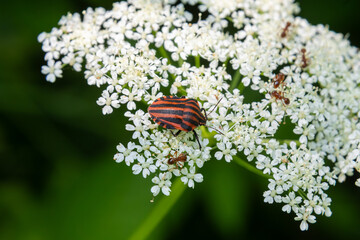 Detailed view of Graphosoma lineatum a striped bug resting on delicate white flowers in a vibrant green environment