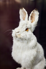 The white hare. Stuffed animal to study