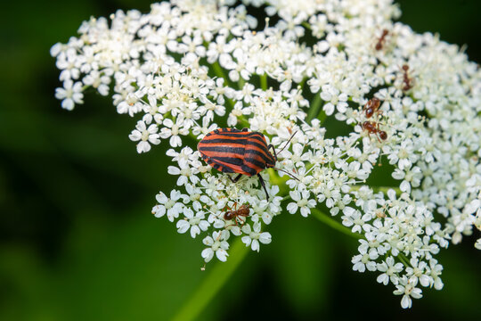 Detailed view of Graphosoma lineatum a striped bug resting on delicate white flowers in a vibrant green environment - Powered by Adobe