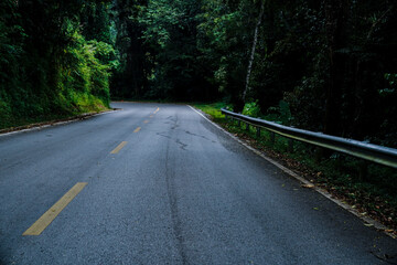 Curved forest road surrounded by dense green trees in a tranquil natural landscape