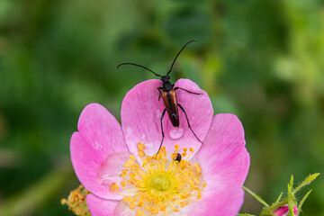 Red-brown longhorn beetle perched on a pink flower showcasing detailed features and vibrant colors...