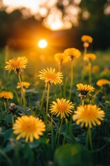Obraz premium Close up view of vibrant yellow dandelions in a meadow at sunset, capturing nature s beauty