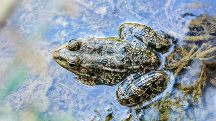 Lowland frog in the water at the edge of a pond in a forest edge. Pelophylax ridibundus, Touraine,...