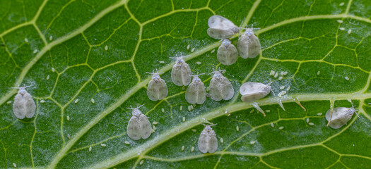 Whitefly infestation on a green leaf observed in a garden during early summer highlighting the...