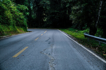Curved forest road surrounded by dense green trees in a tranquil natural landscape