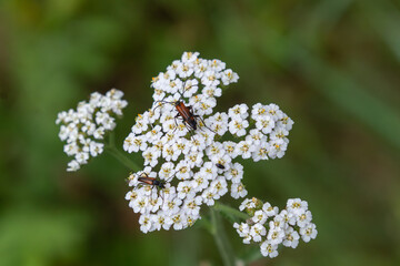Obraz premium Black-tipped longhorn beetles interact on blooming yarrow in a lush garden during the warm afternoon sunlight of summer