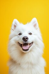 Cheerful fluffy dog against vibrant yellow background  smiling samoyed or husky breed highlighted