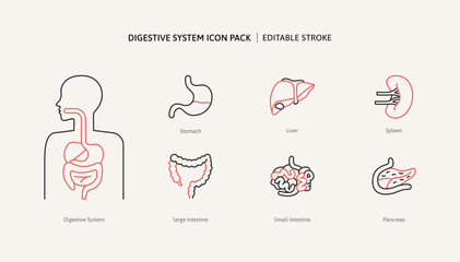 Digestive system and human internal organ body icon set for medical education. Anatomy intestine section health science graphic icons for infographic or disease biology information treatment.