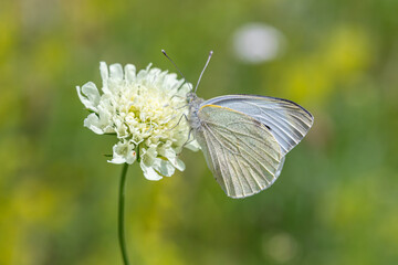 Large White butterfly sits on a white flower showcasing delicate wings during a sunny day in a vibrant field