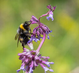Buff-tailed bumblebee pollinates sage flowers in a sunny meadow during spring season