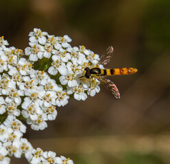 Marmalade hoverfly foraging on white flowers in a summer meadow setting