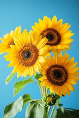 Obraz premium Vibrant yellow sunflowers bouquet isolated on blue background with ample copy space