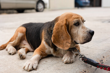 Close-up of an elderly beagle with visible eye infection and cyst. The dog shows signs of aging and...