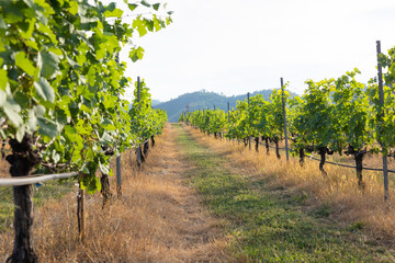 Close-up view of green grape clusters on sunlight, highlighting the natural beauty of vineyard for organic farming and sustainable viticulture, emphasizing fresh for harvest and wine production.