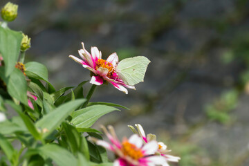 Common brimstone butterfly (Gonepteryx rhamni) sitting on pink flower in Zurich, Switzerland