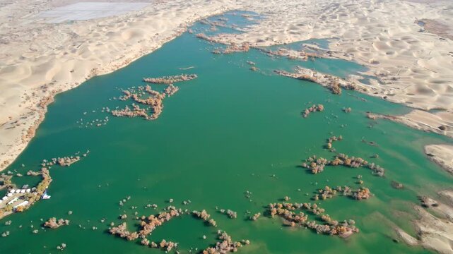 Drone view of lake in desert with Populus euphratica forest with yellow golden foliage on sunny autumn day in Xinjiang, China, aerial view of Huludao Populus euphratica forest, 4k real time footage.